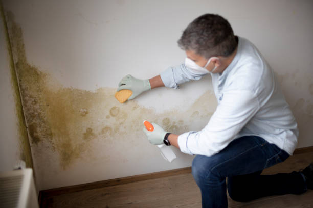 Best Mold Damage Restoration  in Delhi Hills, OH